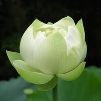 息を吹き込みアサナを深める