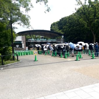盆栽の技術で大きな木でもヤレる！
