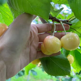 7月22日（金）園内状況
