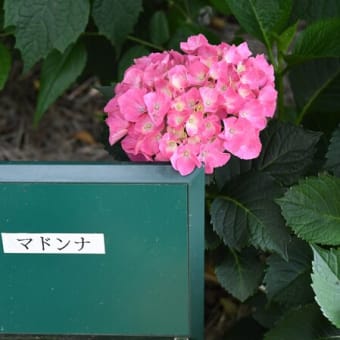 水無月の大鷹