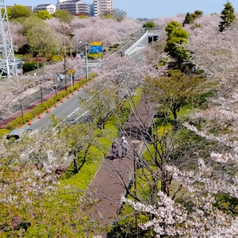 盛りを過ぎたけど桜を見に