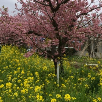 伊東一泊旅行 2016 3月  河津桜まつり