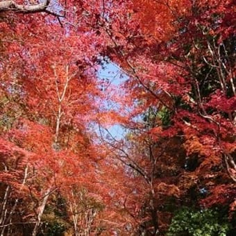 大原野神社