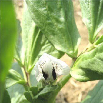 ソラマメの花