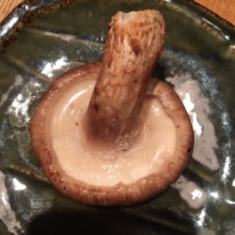 さぼってすみません