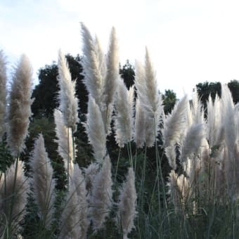 植物園