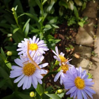 2024/08/01夏の花、元気な昆虫