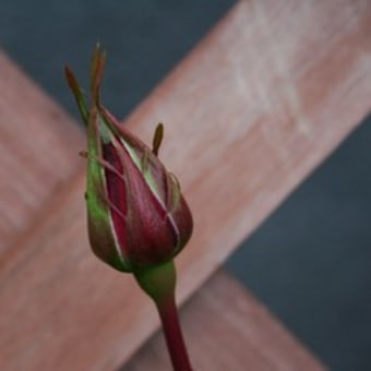 薔薇　　はじけそうな娘達