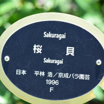 桜貝　Sakuragai 