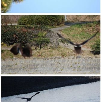 ◆鳥の写真～捨吉さんから　頂きました♪