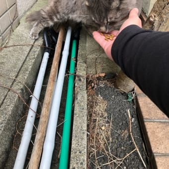 気怠い午後のざわめきが