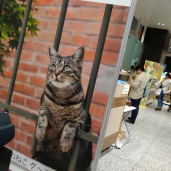 岩合光弘の可愛い猫グッズ！