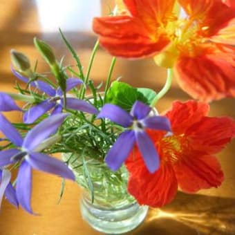 夏の花を室内で。。。