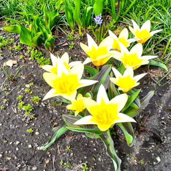 お花で一休み（190） 原種もかわいい！草丈の低いチューリップを見る