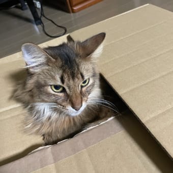 自作のおもちゃ