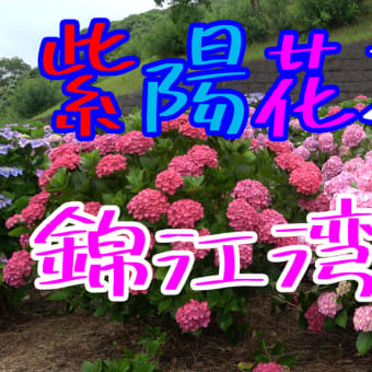 2022年錦江湾公園の紫陽花