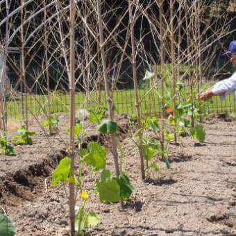 野菜を植える