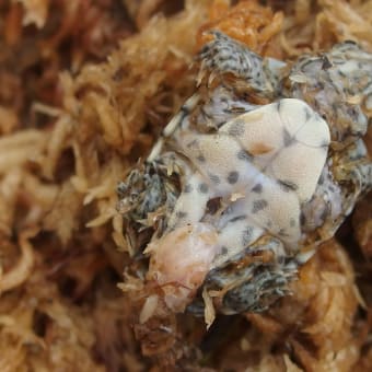 カブトニオイガメ　孵化