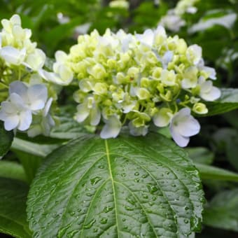 長居植物園　