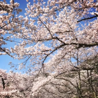 続・お花見ドライブ　