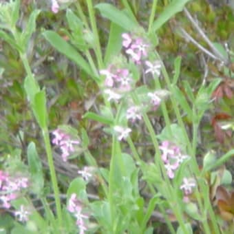 小さな小さな野の花・・・