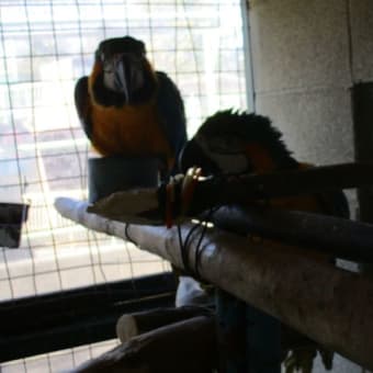 平成29年も動物たちに恵方巻き！