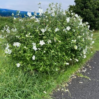 ネギ定植で過負荷