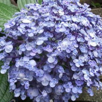 道すがら　お花観賞
