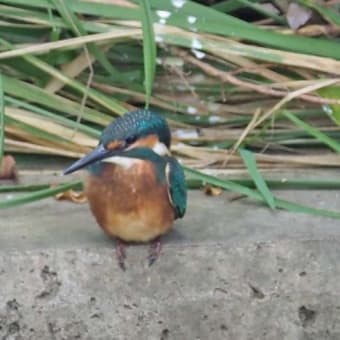 カワセミの幼鳥