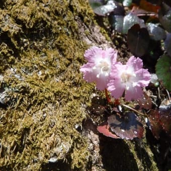 waishiさんと登る　三池岳周回🌸