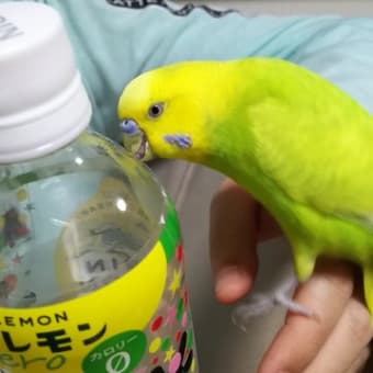 元気な鳥チームを見てて思うこと。