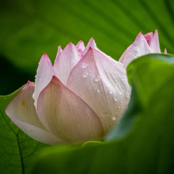 　E-M1 雨 の 雫 と 蓮 １