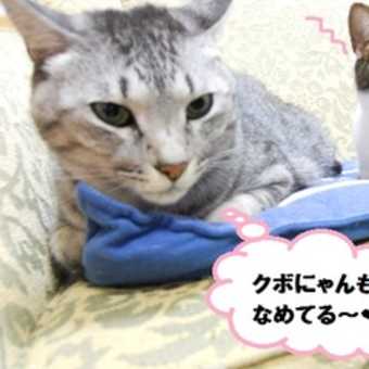 あずきちゃん。