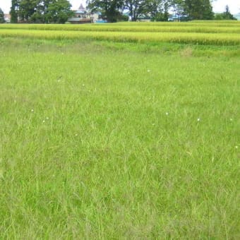 秋なのに
