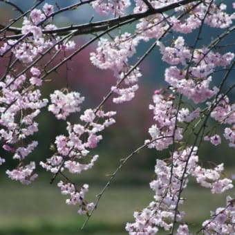 熊本へ　桜巡り１