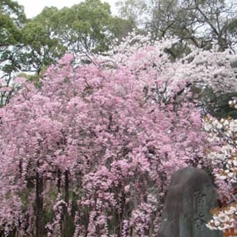 京都　御香宮神社・伏見義民祭   18日