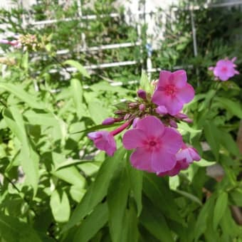 自然の花々