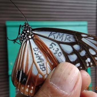 アサギマダラ北上蝶の観察2023
