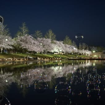 スポーツ公園　夜桜シャボン玉