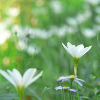 金木犀の香り