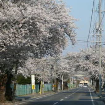 桜をどうぞ