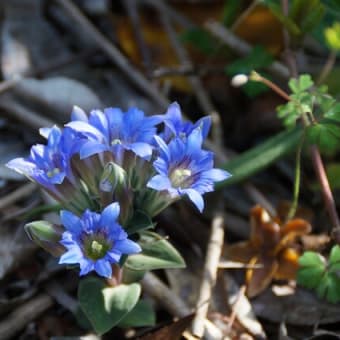 リンドウの花が咲きました