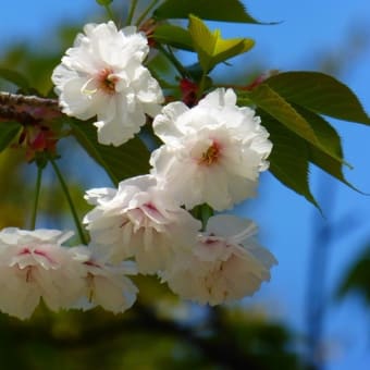 平野神社の桜（４）　・・・　京都市