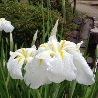 水月公園菖蒲祭り