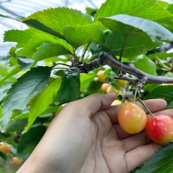 7月22日（金）園内状況