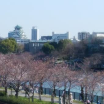 まだ、少し早いかな。今日の大川端辺りの桜です。