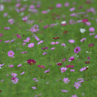 あの時の花畑