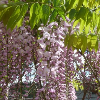 一関市東山町「柴宿団地」のピンク色のフジ（藤）の花　2024年5月10日（金）
