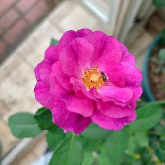 家周りの草抜きでヘロヘロ＆アノダキャンディカップ