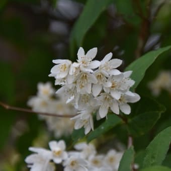その辺りで咲いてた花写真、、、